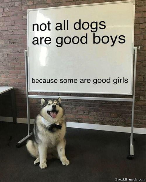 not-all-dogs-are-good-boiy-020119