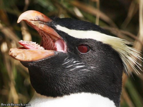 Birds have scary looking mouths