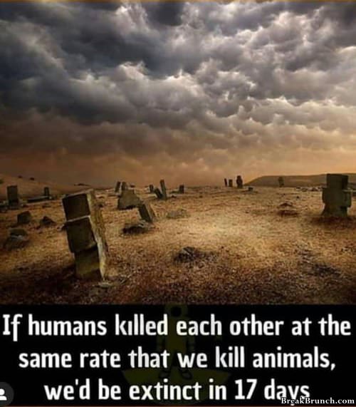 If we killed each other at the same rate we kill animals
