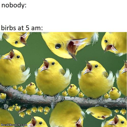 birds-at-5am-061219