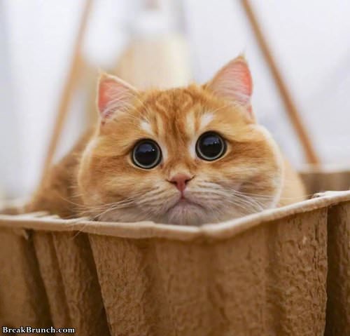 Cute cat with huge eyes (9 pics) - BreakBrunch