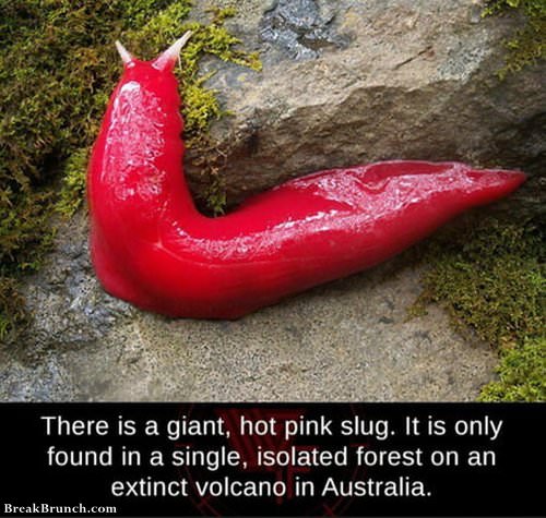 hot-pink-slug-061219