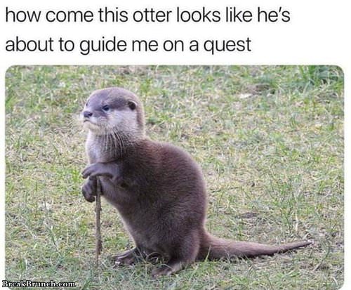 otter-quest-040219