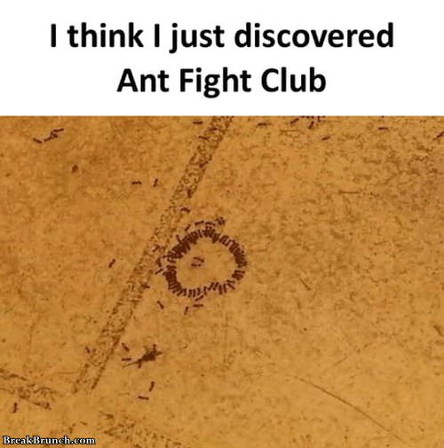 ant-fight-club-061619