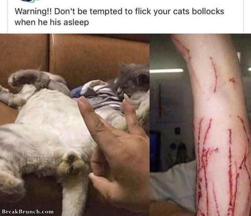 dont-flick-cat-bollocks-060219