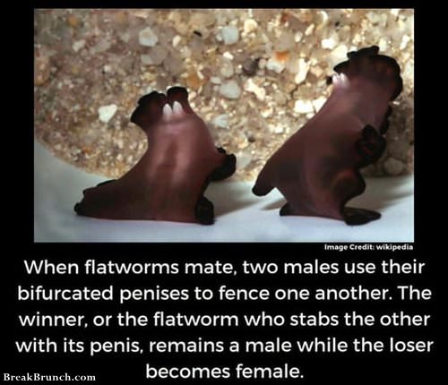 wtf-is-this-flatworms-062119