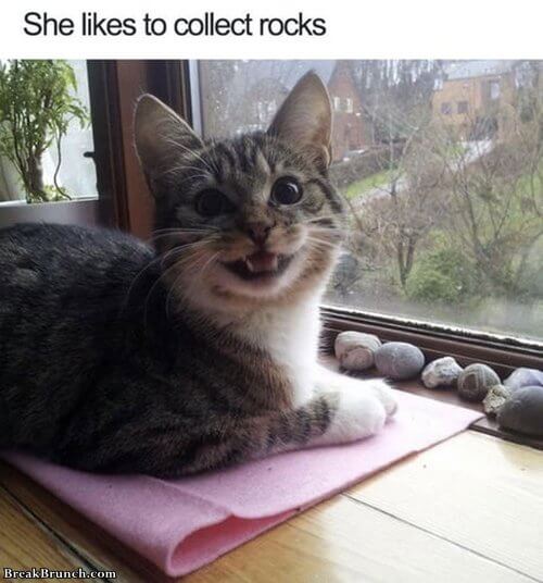 cat-collect-rock-071019