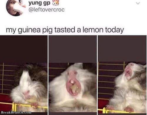 Guinea pig tasted lemon
