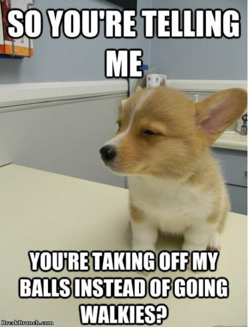 skeptical-puppy-taking-off-my-balls-funny-dog-picture