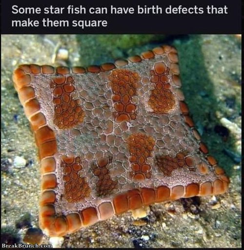 star-fish-with-irth-defect-071819