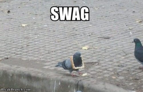 this-pegion-has-tons-of-swag-funny-animal-picture