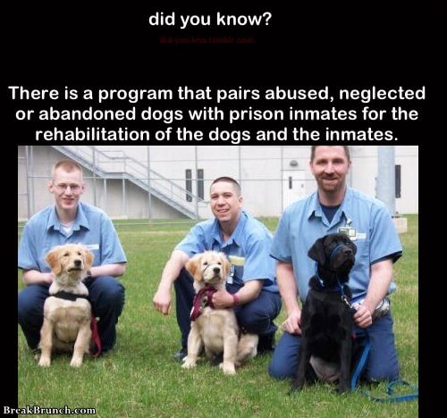 did-you-know-there-is-a-program-that-pairs-abused-dogs-with-prison-inmates-funny-picture