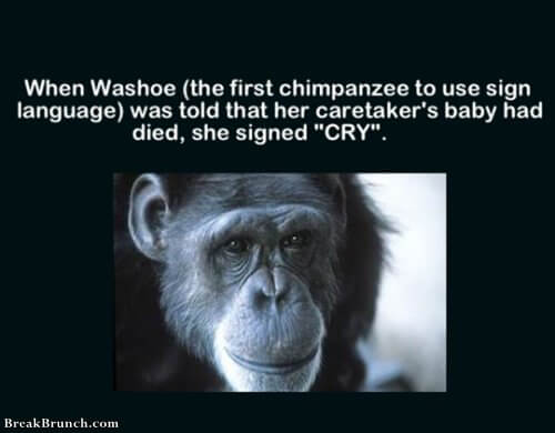 did-you-know-washoe-the-first-chimpanee-to-use-sign-language