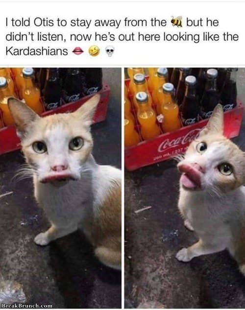 kardashian-cat-092219