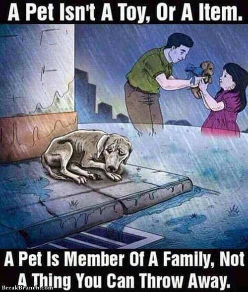 pet-is-member-of-family-090119