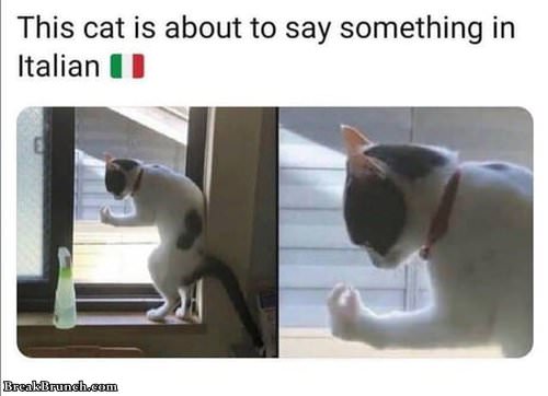 cat-about-to-say-something-in-intalian-100819