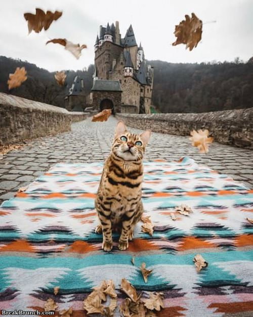 cat-in-front-of-castle-101619