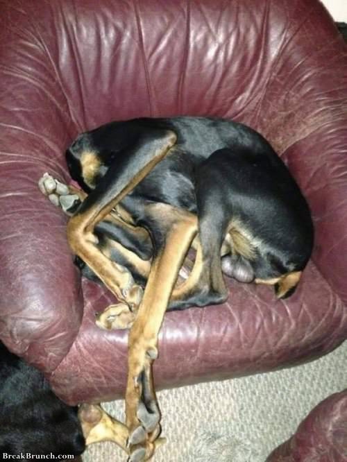 21 funny and cute pictures of dogs sleeping - BreakBrunch