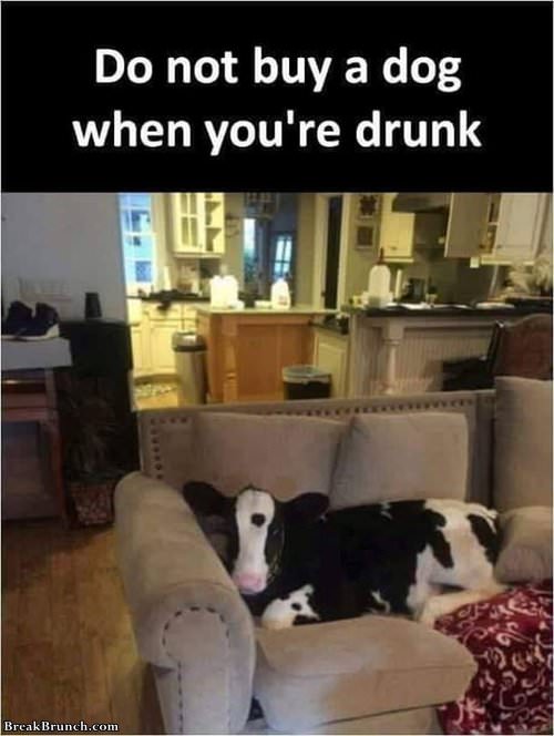 dot-buy-dog-when-drunk-100119