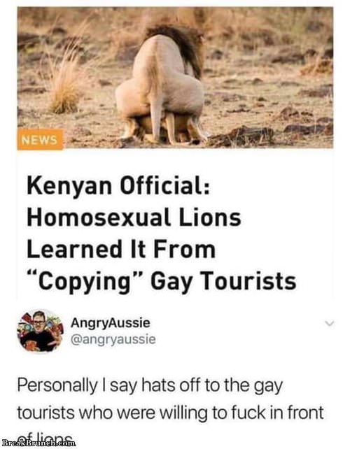 homosexual-lion-101219