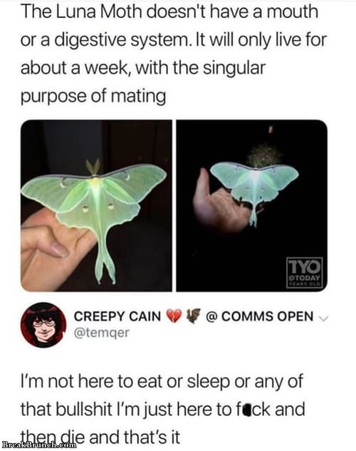 Luna Moth does not have a mouth