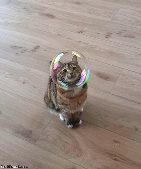cat-with-bubble-111719