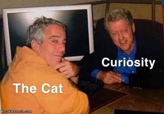 curoiosity-killed-the-cat-11919