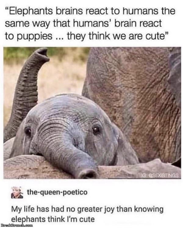 elephants-think-you-are-cute-122519