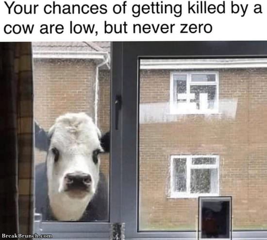 getting-killed-by-cow-121419