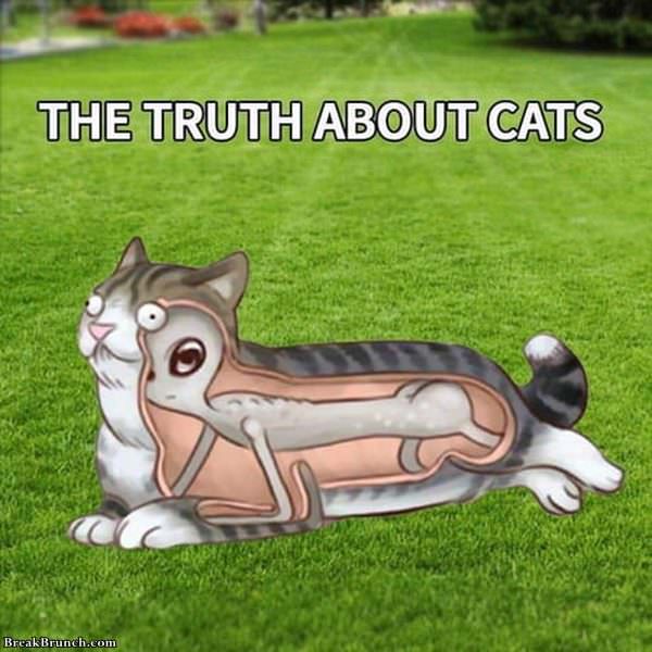 truth-about-cat-122819