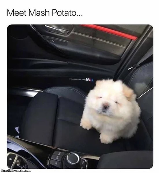 This cute dog’s name is potato