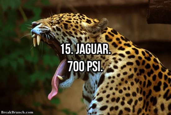 Top 20 animals with strongest jaws
