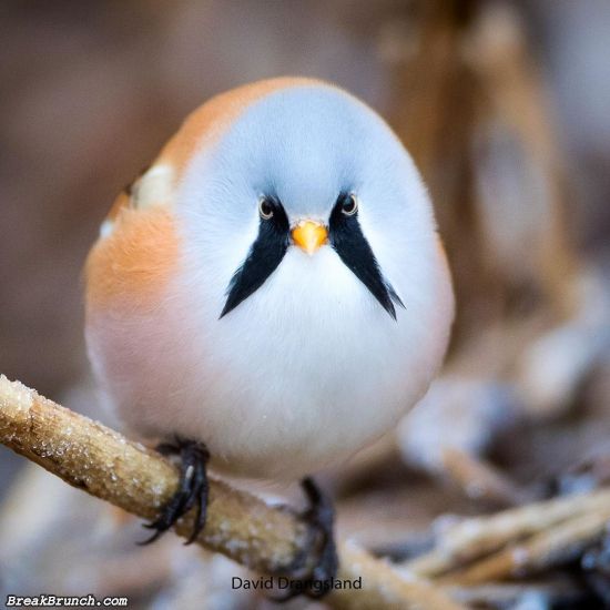 Meet the most fluffy bird Bearded Reedling (6 photos)