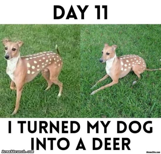 23 funny dog memes for today