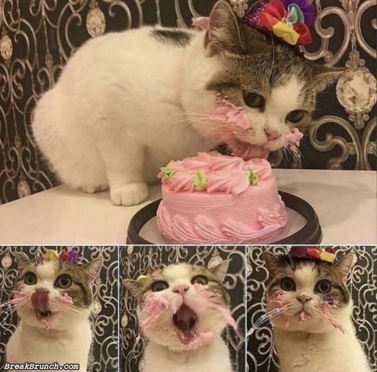 Cat eating cake
