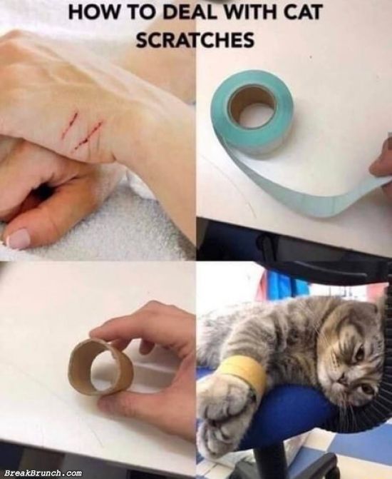 How to stop cat from scratching you