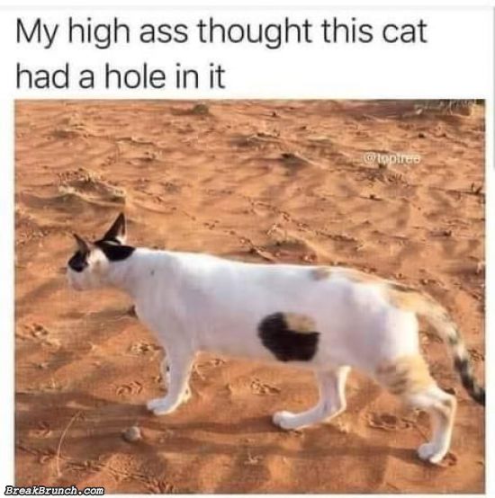 Cat with a hole in it?