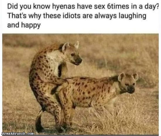 Hyenas have sex 6 times per day