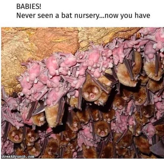 This is a bat nursery