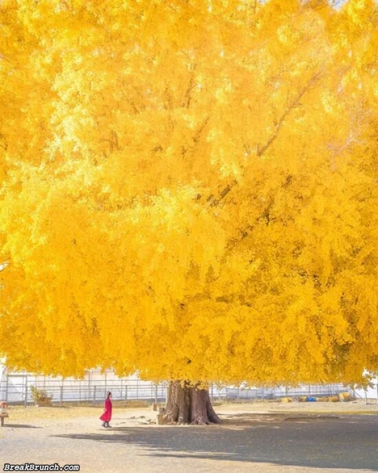 Beautiful giant yellow tree in Japan