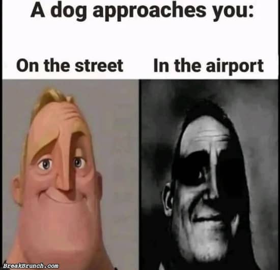 When a dog approaches you
