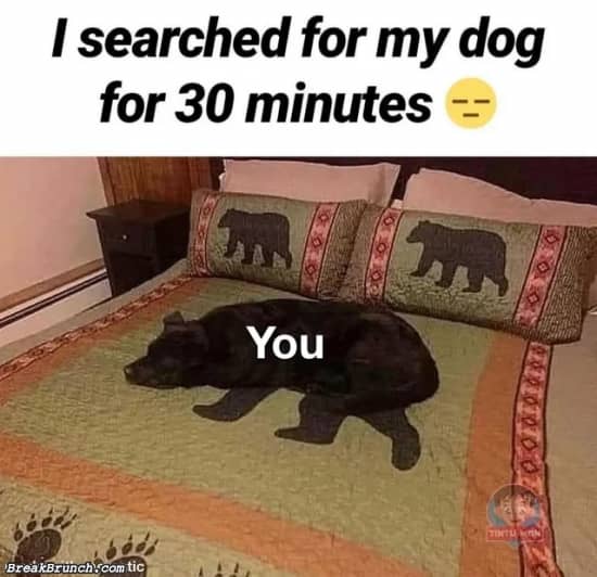 I thought I lost my dog