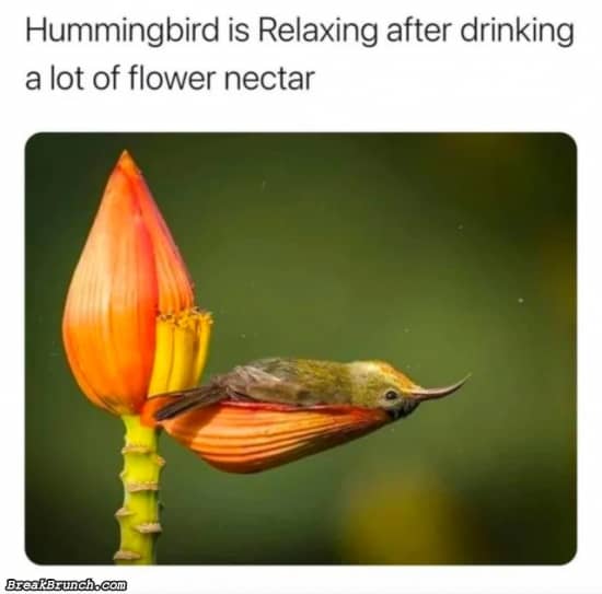 Hummingbird relaxing on a flower