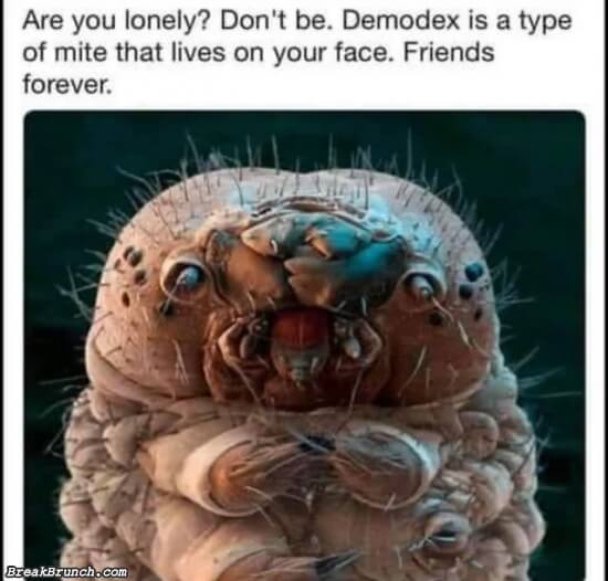Demodex is a type of mite that lives on your face