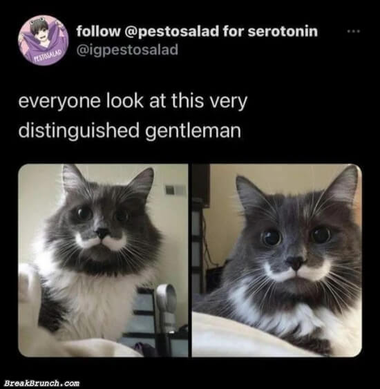 A gentleman cat
