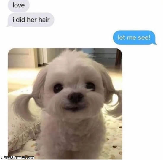 I did my dog’s hair