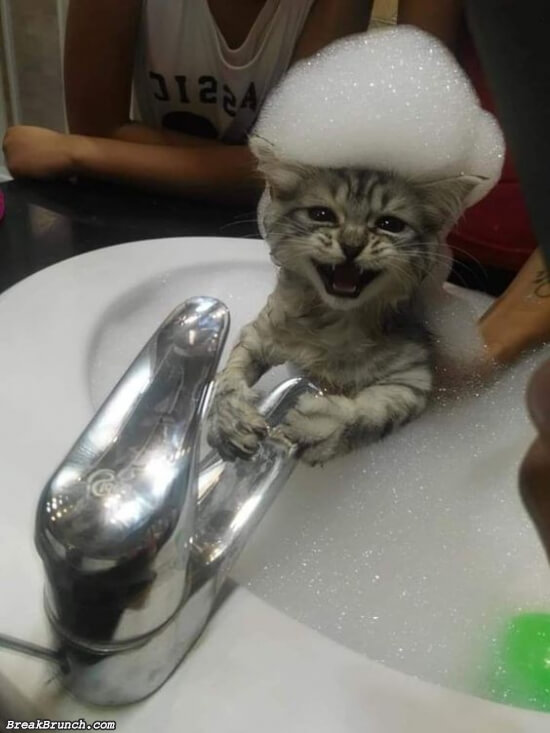 A cute puss showering