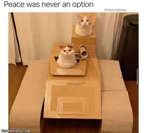 Peace was never an option