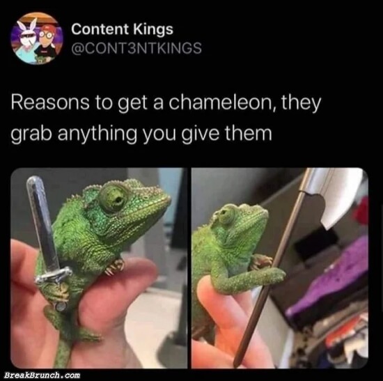 10 reasons to get a chameleon