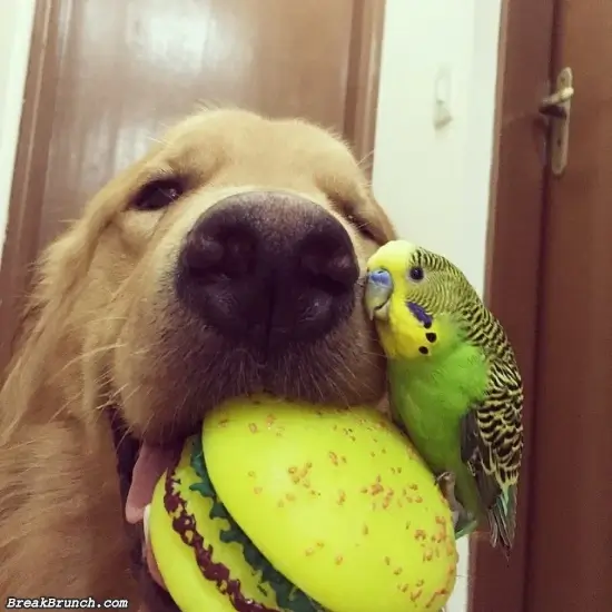 A dog and his best bird friend